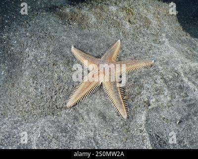 Orange Astropecten aranciacus (Astropecten aranciacus) couché sur du sable gris dans la mer, site de plongée de Playa, Los Cristianos, Tenerife, îles Canaries, Espagne Banque D'Images