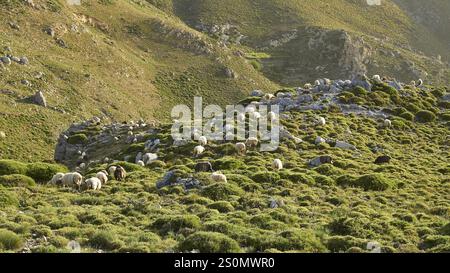 Un grand troupeau de moutons qui paissent sur une colline à la lumière douce du soir, ovins (e) ou caprins (n), ovis, caprae, Crète, îles grecques, Grèce, Europe Banque D'Images