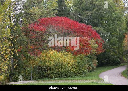 Arbre à vinaigre (Rhus typhina) de couleur automnale, Dinkelsbuehl, Bavière, Allemagne, Europe Banque D'Images