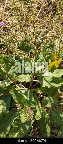 Sauge des prairies du Sud (Salvia virgata) Banque D'Images