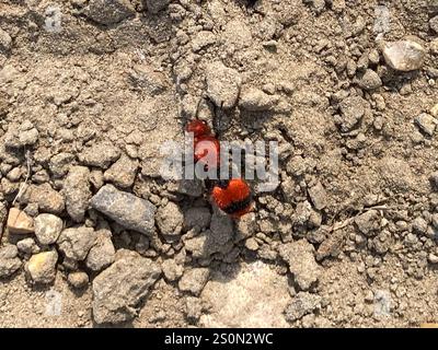 Fourmi de velours oriental commun (Dasyutilla occidentalis) Banque D'Images