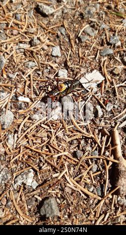 Barbitistes constrictus (Barbitistes constrictus) Banque D'Images