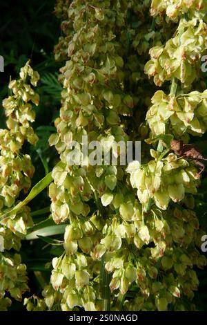 Quai écossais (Rumex aquaticus) Banque D'Images