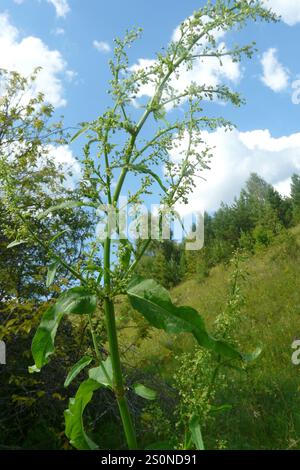 Quai écossais (Rumex aquaticus) Banque D'Images