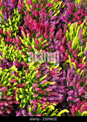 Un affichage vibrant de plantes de bruyère colorées dans les tons de rose, violet et vert, créant une scène de jardin luxuriante et animée. Banque D'Images