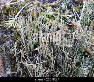 Lichen Pixie lisse (Cladonia gracilis gracilis) Banque D'Images