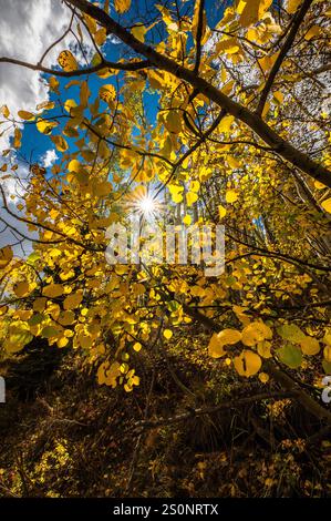 Feuilles d'automne dorées illuminées par la lumière du soleil sur un ciel bleu vibrant Banque D'Images