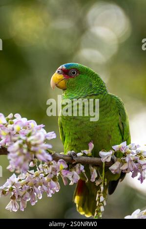 Perroquet vert perché sur branche avec fleurs violettes florissantes dans un cadre naturel Banque D'Images