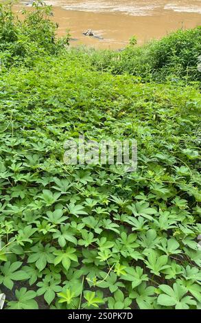 Houblon japonais (Humulus scandens) Banque D'Images