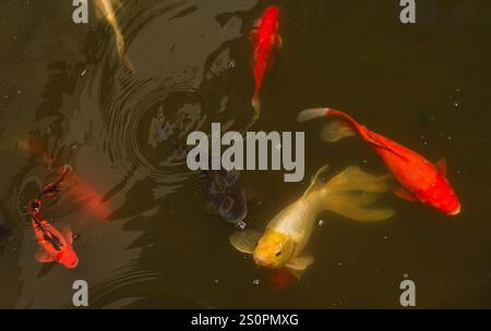 Poissons Koi dans l'étang à Botanic Gardens NZ Banque D'Images