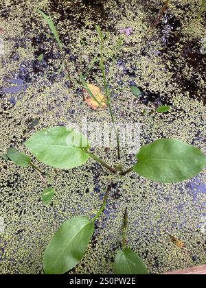 Plantain aquatique américain (Alisma subcordatum) Banque D'Images