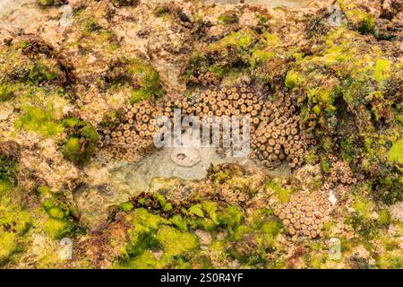 Un petit groupe de créatures marines poussent sur un rocher. La roche est recouverte de mousse verte et les créatures marines sont brunes Banque D'Images
