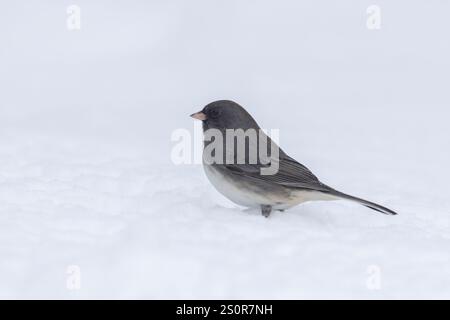junco aux yeux foncés (Junco hyemalis) en hiver Banque D'Images