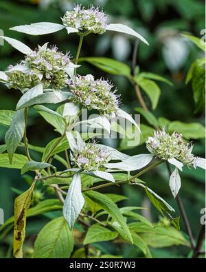 Pycnanthemum loomisii, menthe de montagne Loomis. Gros plan de grappes de fleurs pourpres tachetées avec de longues étamines et des feuilles vert grisâtre. Banque D'Images