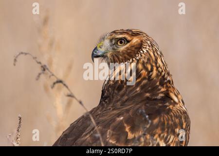 Un Northern Harrier fixe un regard avec intensité. Banque D'Images