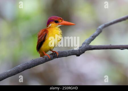 Rufous-Backed Dwarf-Kingfisher, Toko Garam, Bali, Indonésie, octobre 2024 Banque D'Images