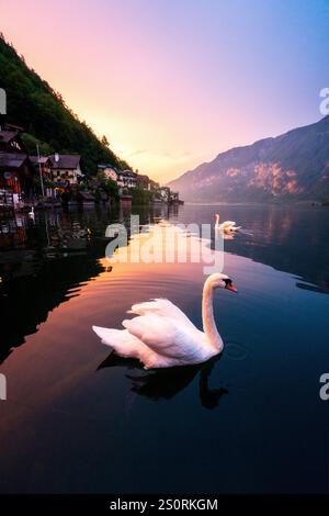 Un moment de paix à Hallstatt, où deux cygnes glissent sereinement à travers les eaux calmes, baignés dans les teintes douces et pastel d'un coucher de soleil de rêve. Banque D'Images