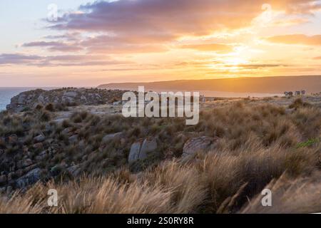 Sunset Cape Willoughby Kangaroo Island, moutons dans un champ de paddock balayé par le vent, Australie Banque D'Images