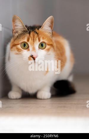 Cat. Portrait d'un chat. Jeune chat tricolore couché sur le sol. Assis sur le sol. Bel animal domestique multicolore dans une maison. Manger Banque D'Images