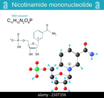 Molécule NMN. Nicotinamide mononucléotide. Formule structurale chimique moléculaire et modèle de NAD plus précurseur. Illustration vectorielle Illustration de Vecteur