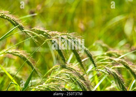 Récolte de riz dans un champ dans le parc naturel du Delta del Ebro. Tarragone. Espagne Banque D'Images