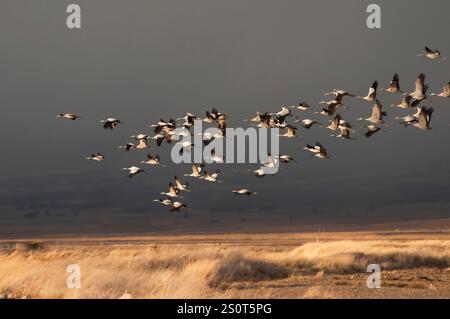 Lagon de Gallocanta. Migration hivernale des grues à grues (Grus grus). Saragosse. Aragon. Espagne Banque D'Images