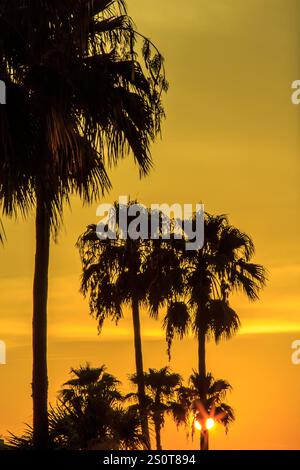 Un coucher de soleil sur les palmiers avec le soleil se couchant derrière eux. Le ciel est orange et les arbres se silhouettent contre le ciel Banque D'Images