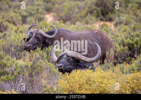 Gros plan d'un couple sauvage de Cape Buffalo pâturant dans la brousse dans la réserve de gibier d'Aquila, près du Cap, en Afrique du Sud, Banque D'Images
