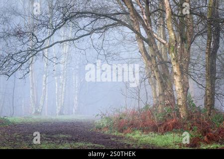 Un bouquet de bouleau argenté ancien surplombe un chemin forestier dans Chevin Forest Park, Otley, enveloppé dans le brouillard par un matin d'hiver froid. Banque D'Images