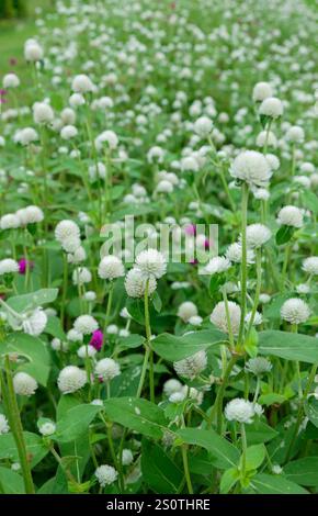 Un tapis de fleur blanche d'amarante globe (Gomphrena globosa). Banque D'Images