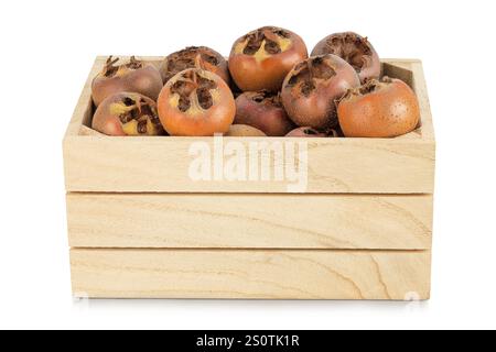 Médailles fraîches brunes dans une boîte en bois isolé sur fond blanc. Gros plan de Mespilus germanica. Banque D'Images