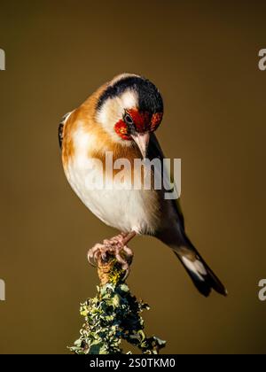 Goldfinch à la fin de l'automne dans le centre du pays de Galles Banque D'Images