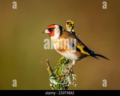 Goldfinch à la fin de l'automne dans le centre du pays de Galles Banque D'Images