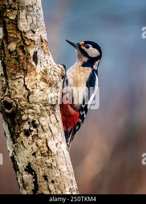 Grand pic tacheté à la fin de l'automne dans le centre du pays de Galles Banque D'Images