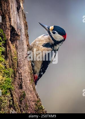Grand pic tacheté à la fin de l'automne dans le centre du pays de Galles Banque D'Images