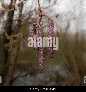 Une photo en gros plan de chatons de l'aulne commun, à la fin de l'automne, sur un fond flou, Alnus glutinosa. Banque D'Images