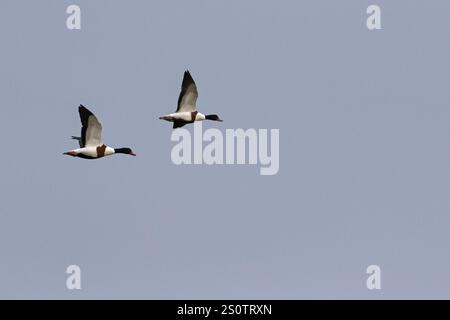 Tadorne Casarca Tadorna tadorna en vol au dessus de Farlington Marshes Hampshire et l'île de Wight Wildlife Trust Réserver Hampshire England UK Janvier 2016 Banque D'Images