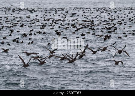 Puffinus griseus, un puffinus griseus de suie, près des îles Malouines Banque D'Images