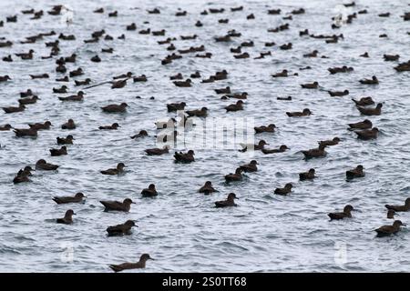 Puffinus griseus, un puffinus griseus de suie, près des îles Malouines Banque D'Images