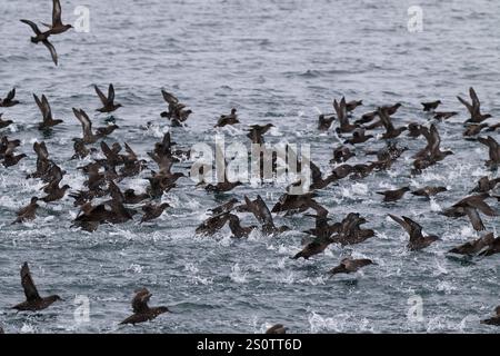 Puffinus griseus, un puffinus griseus de suie, près des îles Malouines Banque D'Images