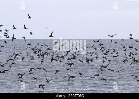 Puffinus griseus, un puffinus griseus de suie, près des îles Malouines Banque D'Images