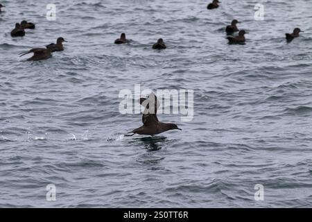 Puffinus griseus, un puffinus griseus de suie, près des îles Malouines Banque D'Images