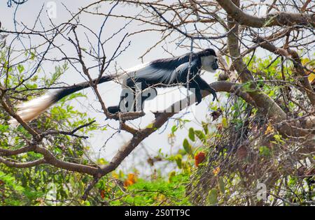 Singe Colobus noir et blanc, Colobus guereza, sautant élégamment parmi les braches dans la forêt près de Murchinson's Falls, Ouganda. Banque D'Images