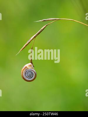 Heath Snail Helicella itala attaché à une glume d'herbe séchée par temps chaud et sec à Rough Bank dans le Gloucestershire Cotswolds Royaume-Uni Banque D'Images