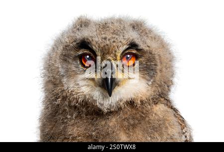 Un mois, Bubo bubo - Eurasian Eagle fermant les yeux et les paupières montrant la membrane nictitante - chouette poussin, isolé sur blanc Banque D'Images