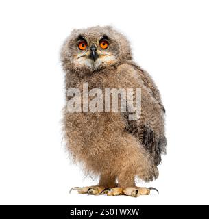 Un mois Eurasian Eagle-Owl poussin, Bubo bubo, regardant la caméra, isolé sur blanc Banque D'Images
