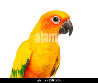 Gros plan vue de tête d'un perroquet coloré de conure de soleil, Aratinga solstitialis, sur un fond blanc pur Banque D'Images