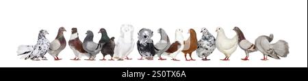 Grand groupe de nombreux pigeons différents ensemble dans une rangée, isolé sur blanc Banque D'Images