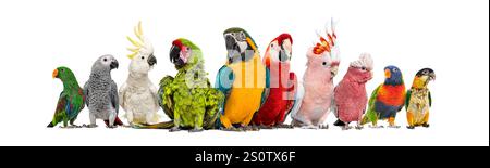 Grand groupe de nombreux oiseaux de compagnie exotiques différents, perroquets, perruches, aras dans une rangée, isolés sur blanc Banque D'Images