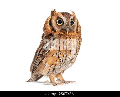 Chouette tropicale, Megascops choliba, isolé sur blanc Banque D'Images